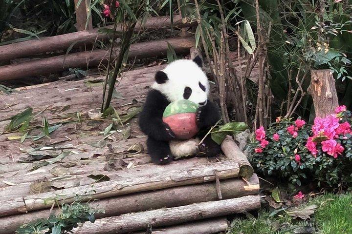 Chengdu Panda Base e Leshan Giant Buddha em um dia