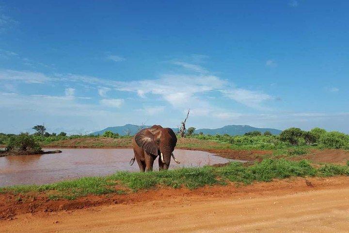 2 DAGER TSAVO ØST SAFARI TILBUD (mindst 2 stk.)