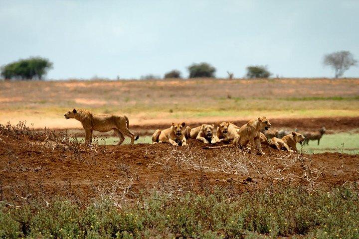 2 DAGER TSAVO ØST SAFARI TILBUD (mindst 2 stk.)
