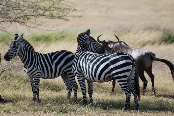 5 días de safari en Tanzania desde Mwanza a Arusha
