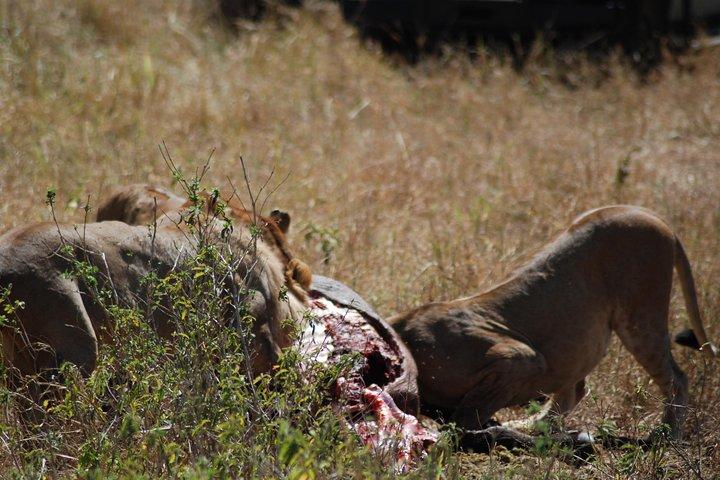 5 días de safari en Tanzania desde Mwanza a Arusha