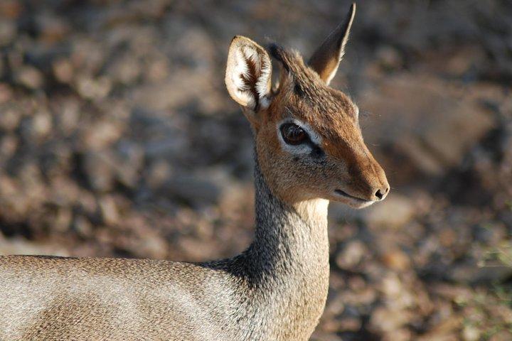 5 días de safari en Tanzania desde Mwanza a Arusha