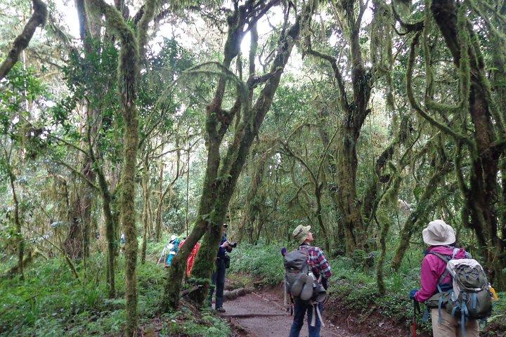 1-daagse Kilimanjaro-tocht via Marangu-route
