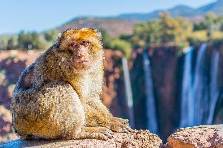 Shared Day Trip From Marrakech To Ouzoud - Waterfalls