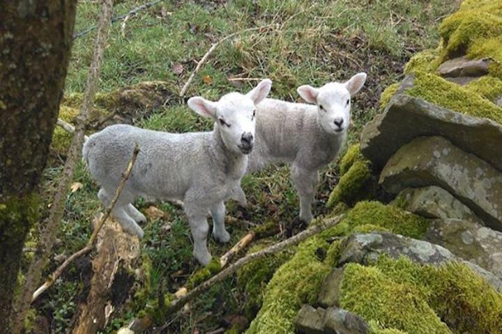 Tagesausflug nach Herriot und Yorkshire Dales ab York