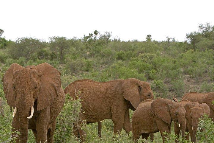 Safari Tsavo Est e Ovest 4 giorni 3 notti (minimo 2 persone)