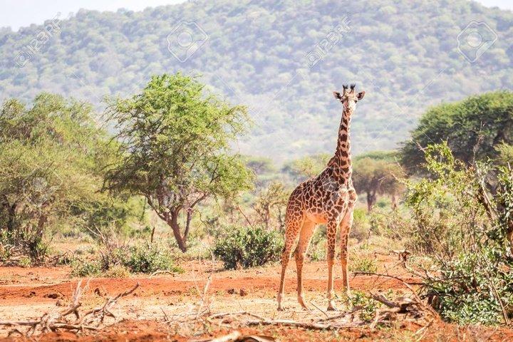 Safari Tsavo Est e Ovest 4 giorni 3 notti (minimo 2 persone)
