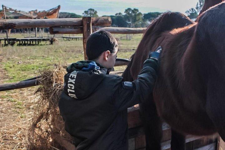 Roma : Paseos a caballo con comidas y vino incluido