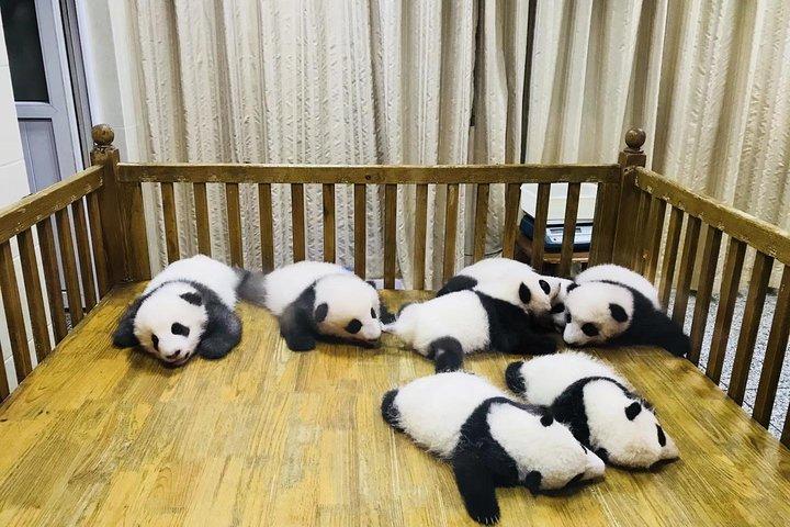 成都パンダ基地と楽山大仏への日帰り旅行