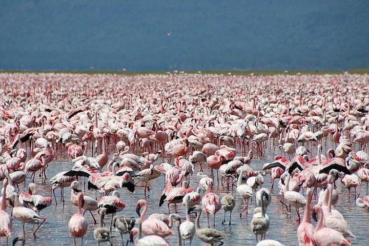 2日間の大地溝帯湖、巨石遺跡ティヤ&アダディマリアム