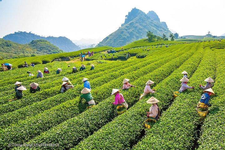 Dalat Coffee Tours