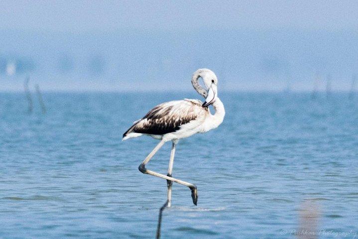 Chennai, excursion photo guidée d'observation d'oiseaux et d'oiseaux avec spot Scope, 2 à 3 heures