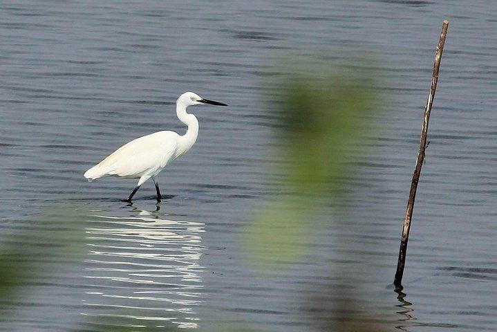 Chennai, excursion photo guidée d'observation d'oiseaux et d'oiseaux avec spot Scope, 2 à 3 heures