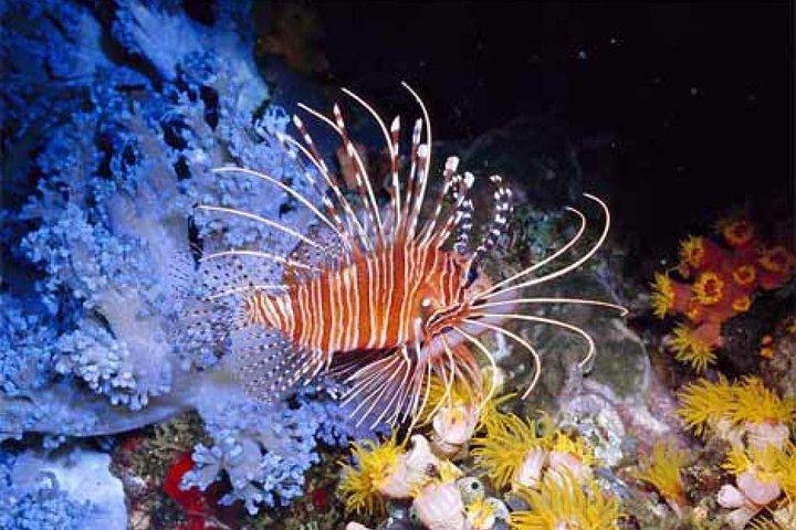 Orange Bay Giftun Island Hurghada snorkeltrip