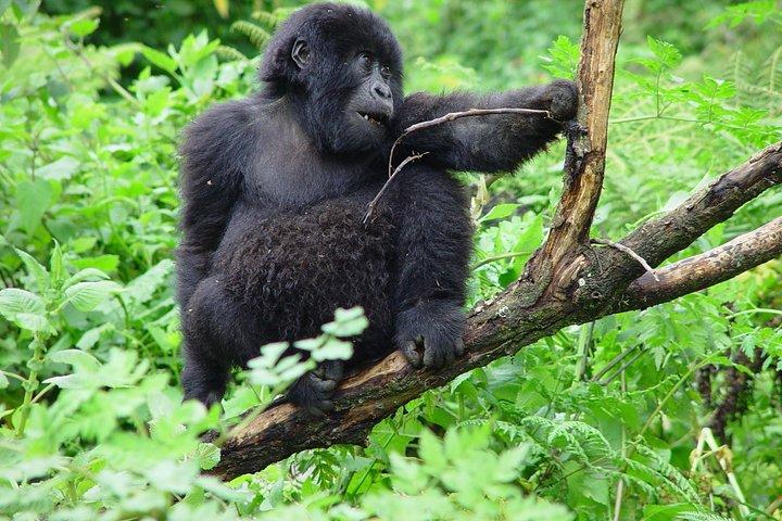 3 dagar Gorilla vandring från Kampala