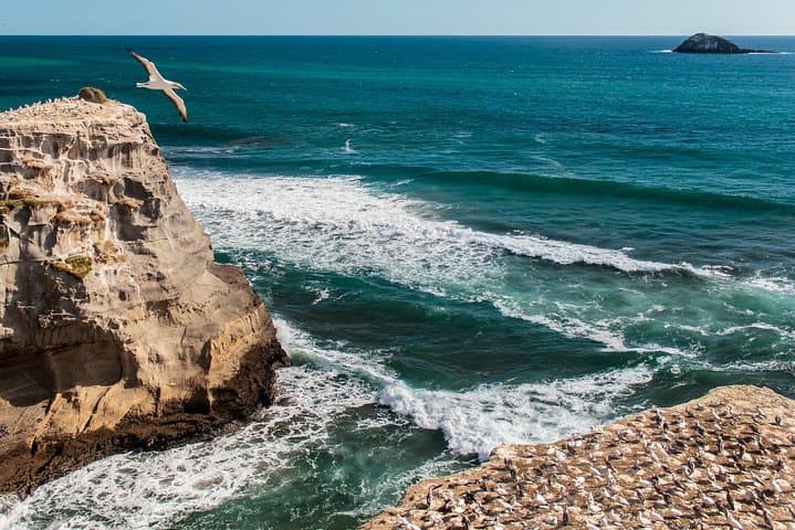 Private Auckland's West Coast - Piha/ Muriwai - Wild West Tour