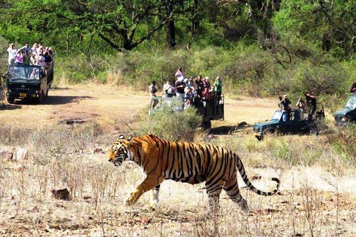 Jaipur Ranthambore Same Day Tour (Ask us on Email before booking)