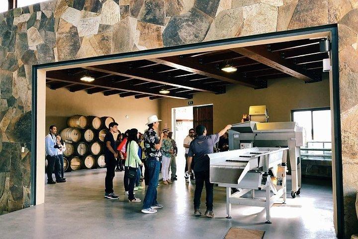 Dégustation de 5 vins et visite à la cave Rondo del Valle