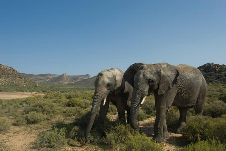 Shared Transfers to and from Safari Game Reserve (excluding entrance fees)