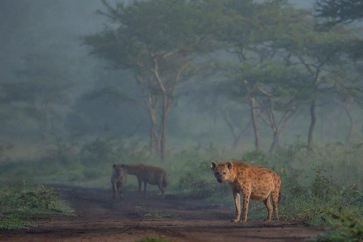 De Kigali: excursion d'une journée de 12 heures à Akagera Game Drive avec déjeuner