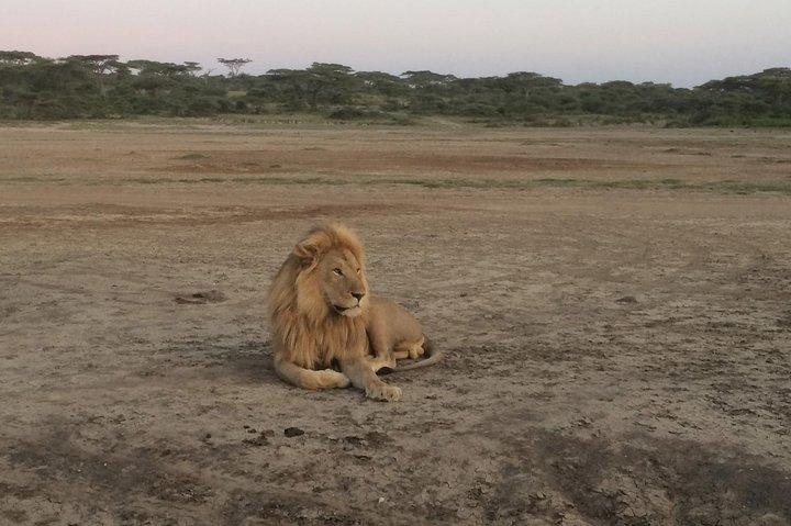 1-daagse Lake Manyara-dagtrip