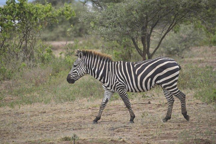 1-daagse Lake Manyara-dagtrip