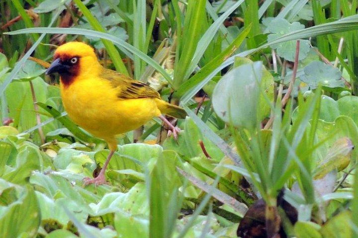 1 - Excursion d'observation des oiseaux d'une journée aux jardins botaniques d'Entebbe