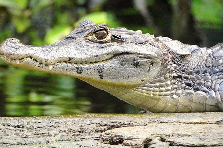 Expédition Tortuguero de 3 jours