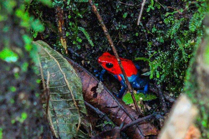 Randonnée guidée sur la cascade de La Fortuna, y compris déjeuner à la ferme La Finquita