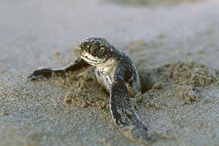Expédition Tortuguero de 3 jours