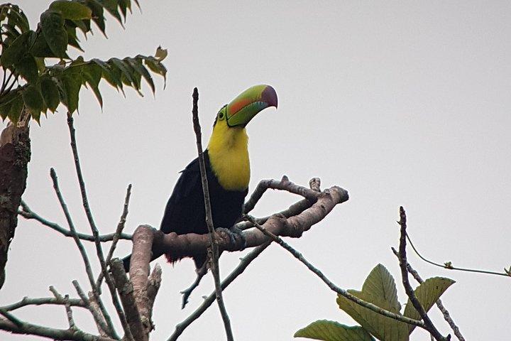 Visite guidée des ponts suspendus du parc Mistico à La Fortuna