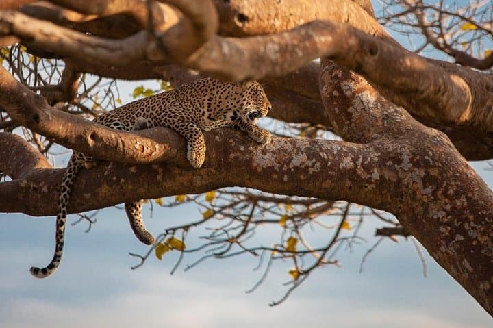 Giraffe center, stedmark animals haven & Nairobi Park Tour