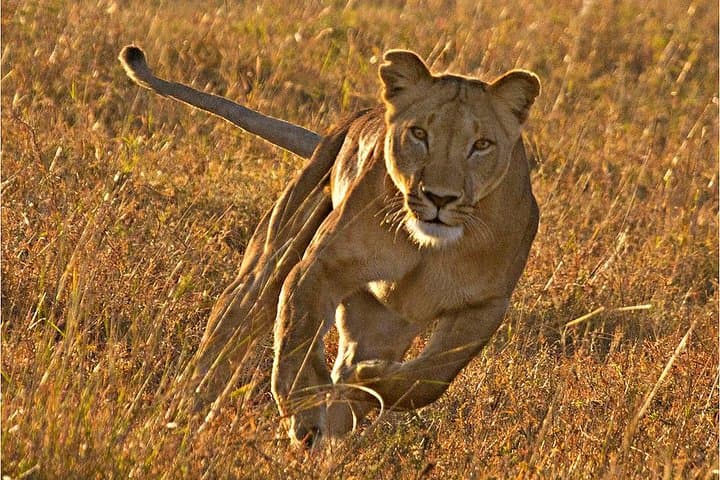 Masai Mara 3 Days Luxury Tented Safari
