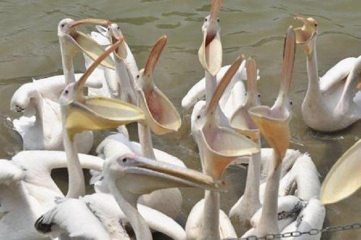 広州海浜と野鳥湿地公園プライベートツアー