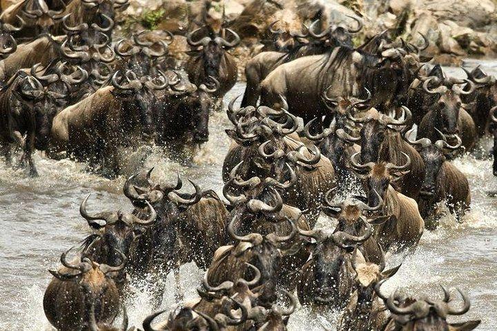 Safari de groupe d'aventure de 3 jours au Masai Mara