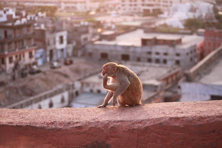 Jaipur Full Day