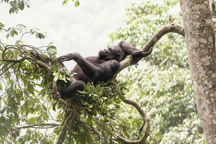 Från Kigali: 2 dagars schimpansvandring & Canopy Walk i Nyungwe NP