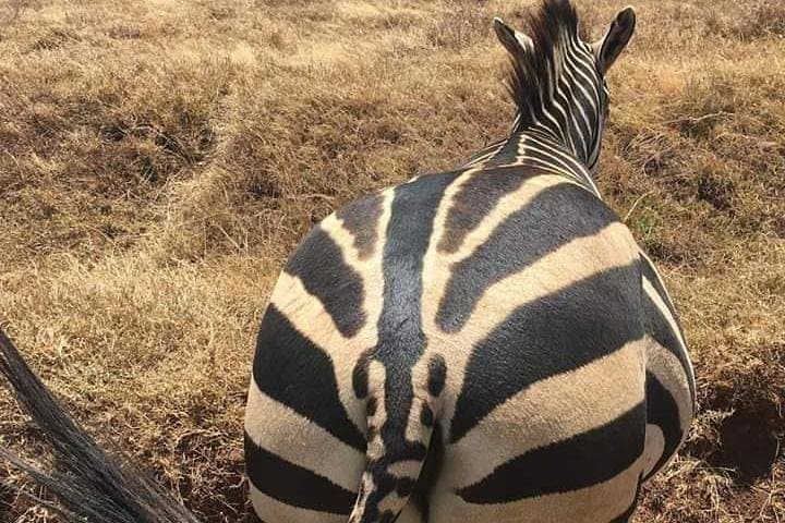Nairobi National Park Safari