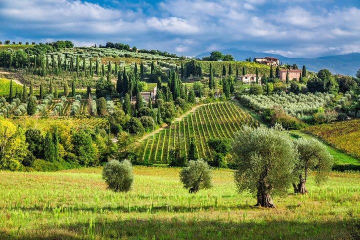 Privé Pisa, Pasta & Chianti Lovers Wine Experience en lunch vanuit Montecatini