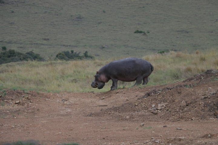Nairobi National Park Tour