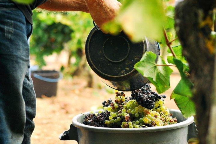 Vinho Verde privé wijntour (all-inclusive)