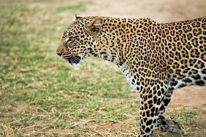 マサイマラ、ナクル湖、ヘルズゲート国立公園への5日間のサファリ