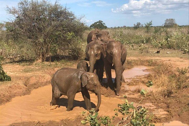 8 Days tour in Sri Lanka with privet driver and accommodations