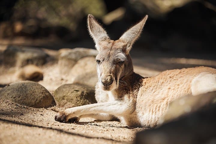 Sydney Taronga Zoo's Aussie Backyard Adventure Tour