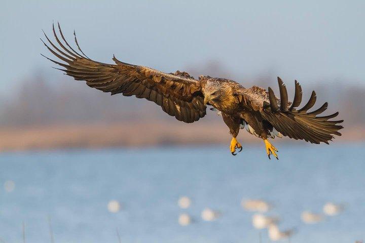 BIRDWATCH - Premium gegidste kanotocht op Cape Vente, regionaal park Nemunas Delta
