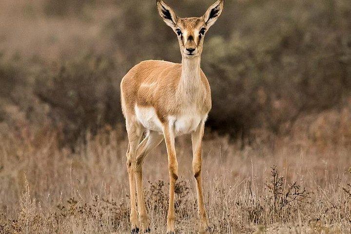 Shirvan National Park Tour