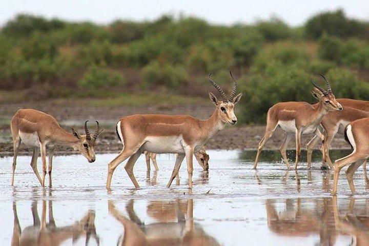 Shirvan National Park Tour