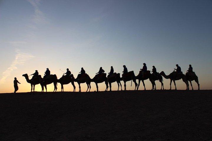 30 minutes Camel Tour