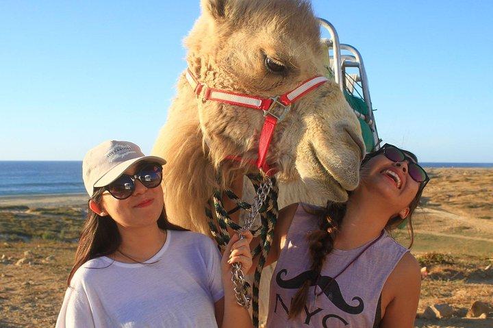 Wüsten- und Meereskamelsafari in Los Cabos mit Mittagessen