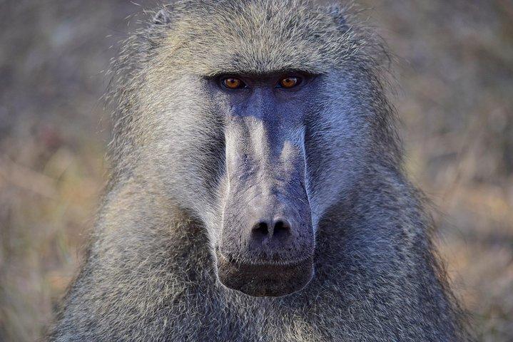 1 dag fotografisk vildmarkssafari från Hazyview till Kruger Park